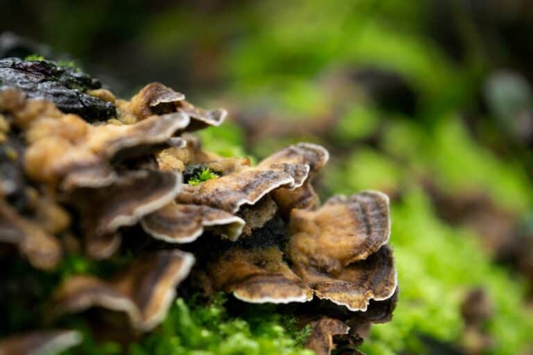 mushrooms to eat for health turkey tail