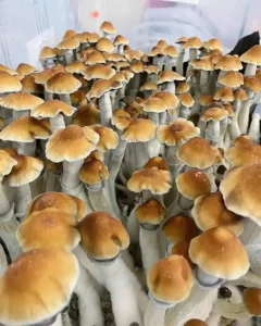 Tidal Wave mushrooms: brown caps, slender white stems, glossy texture; shown in clustered growth stages.