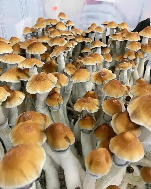 Tidal Wave mushrooms: brown caps, slender white stems, glossy texture; shown in clustered growth stages.