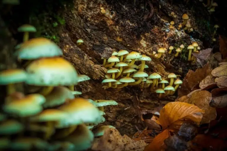 magic mushroom health benefits