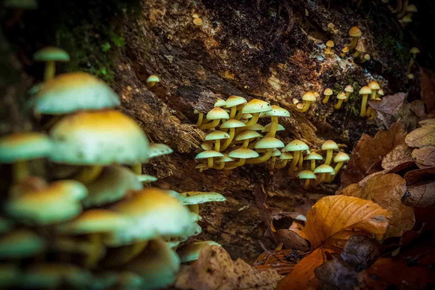 magic mushroom health benefits