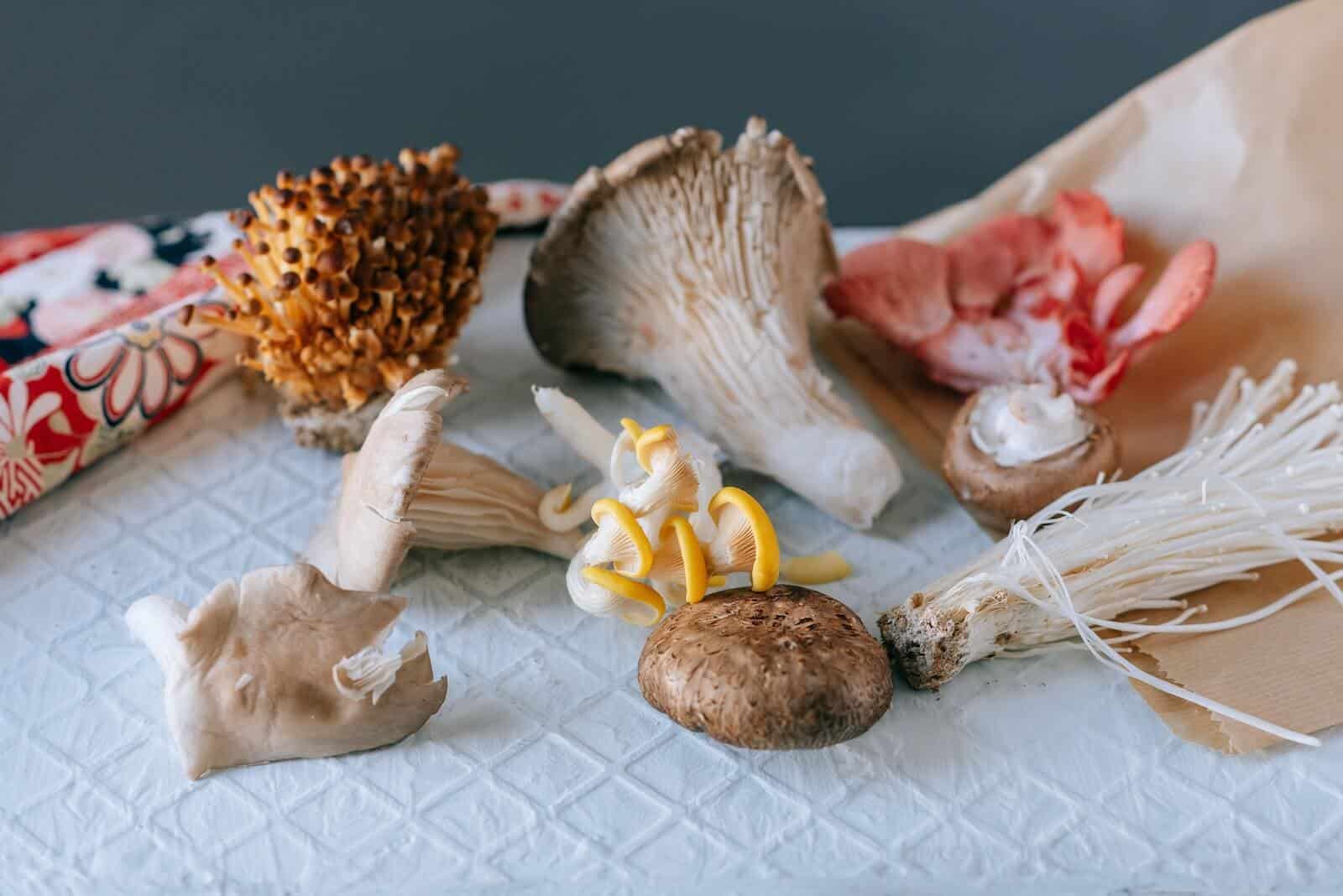 gourmet mushroom types