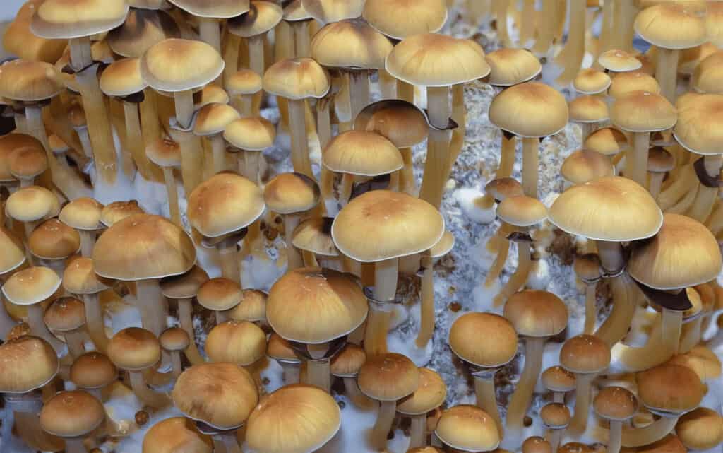PNW Spore Co the Best P. Cubensis + More Mushroom Spores.