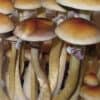 PF Classic Spores
