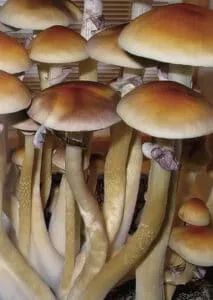 Cluster of PF Classic Spores: tall pale stems, broad brown caps with curled edges; blurred background accentuates fungi.