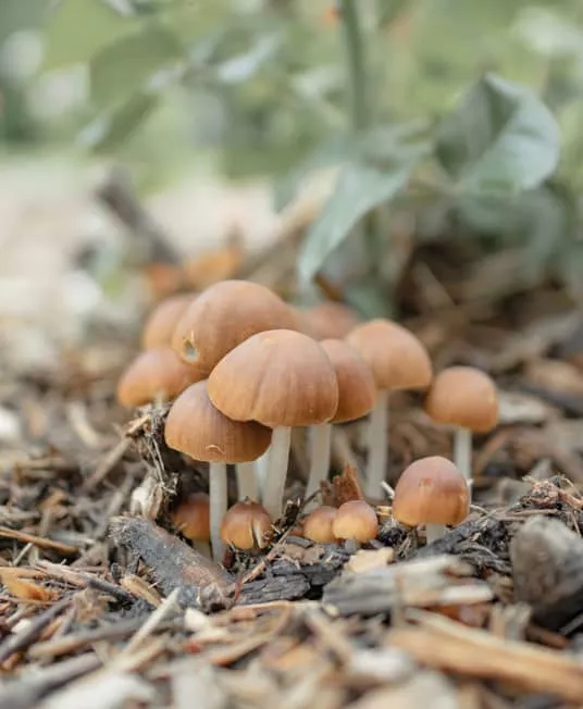 Cluster of Allenii mushrooms with brown caps on wood chips and leaves; blurred background adds to earthy forest setting.