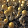 Close-up of Colombian Rust: smooth yellow caps, thick stems in dark soil; various heights create dense clusters.