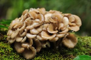 Maitake cluster on moss, surrounded by lush foliage; a prime example of Grifola frondosa in its habitat.