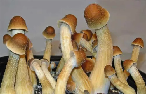 what are penis envy mushrooms