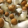 Close-up of DC Melmac Spores: dense cluster, brown caps, white stems, and smooth textures in detail.