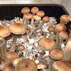 A+ Mushroom Spores