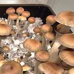 A+ Mushroom Spores