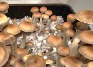 Brown mushrooms with smooth caps and thin stems on white substrate; varied sizes suggest indoor cultivation.