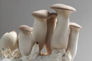Close-up of King Trumpet mushrooms: thick white stems, smooth cream caps, on a textured white base, gray backdrop.