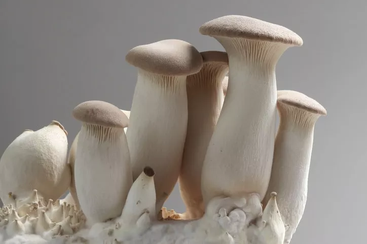 Close-up of King Trumpet mushrooms: thick white stems, smooth cream caps, on a textured white base, gray backdrop.