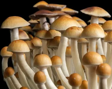 Golden Teacher Mushroom