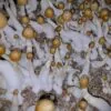 Illusion Weaver Spores
