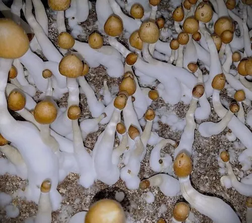 Cluster of Illusion Weaver mushrooms: dense, brown caps, white thick stems; resemble a miniature forest on substrate.