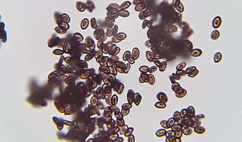 cubensis liquid culture