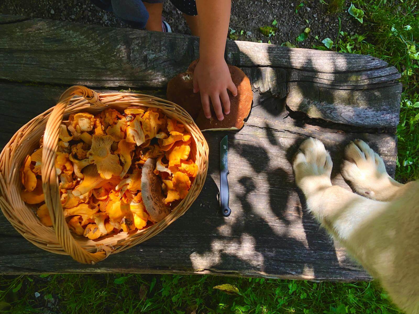 pnw edible mushrooms foraging guide