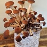 Pioppino Mushroom Liquid Culture