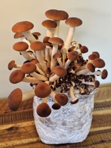 Pioppino mushrooms fruiting from a substrate bag ready for harvest