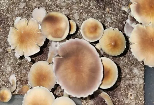 Psilocybe cubensis var. "Solmac" mushrooms with split edges on the cap