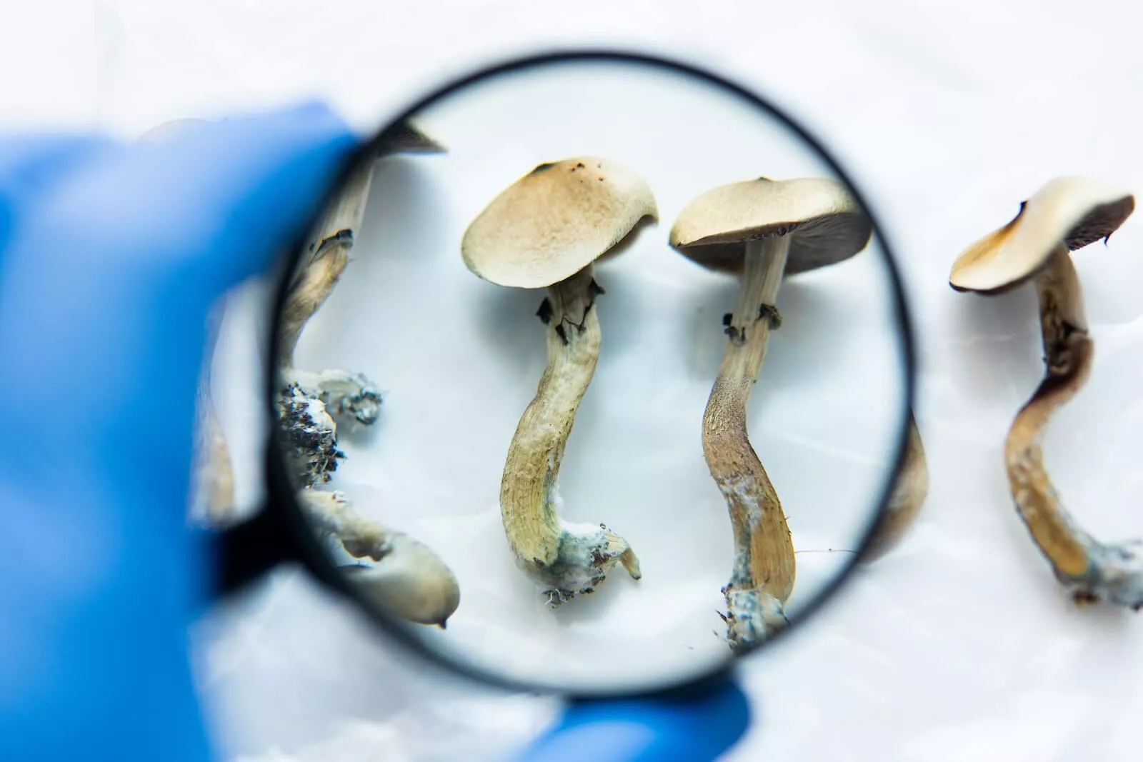 psychedelic integration therapy cubensis