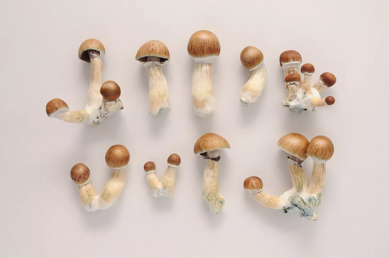 psilocybin legality 2026 trends