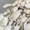 Great White Monster Spores