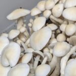 Great White Monster Spores