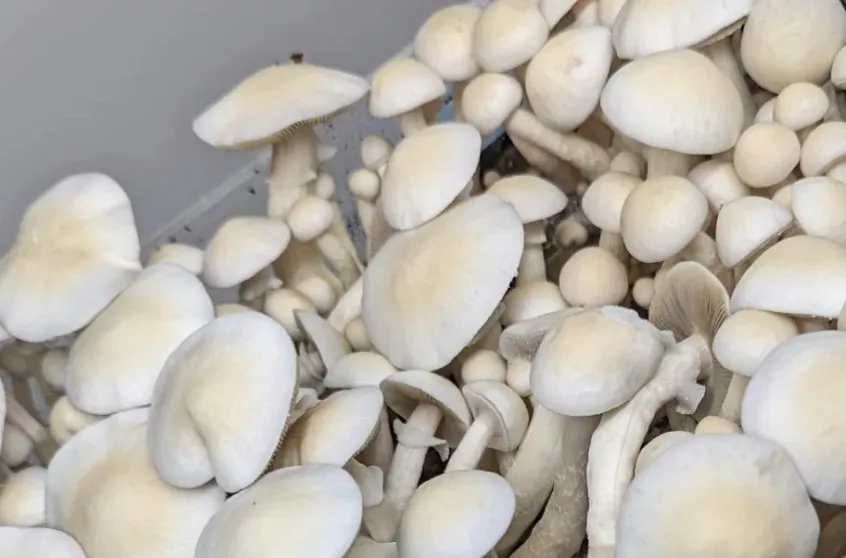 great white monster cubensis mushrooms