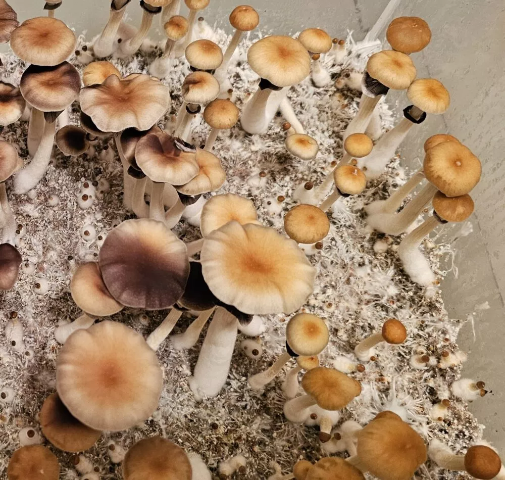 Roatan Honduras cubensis mushrooms