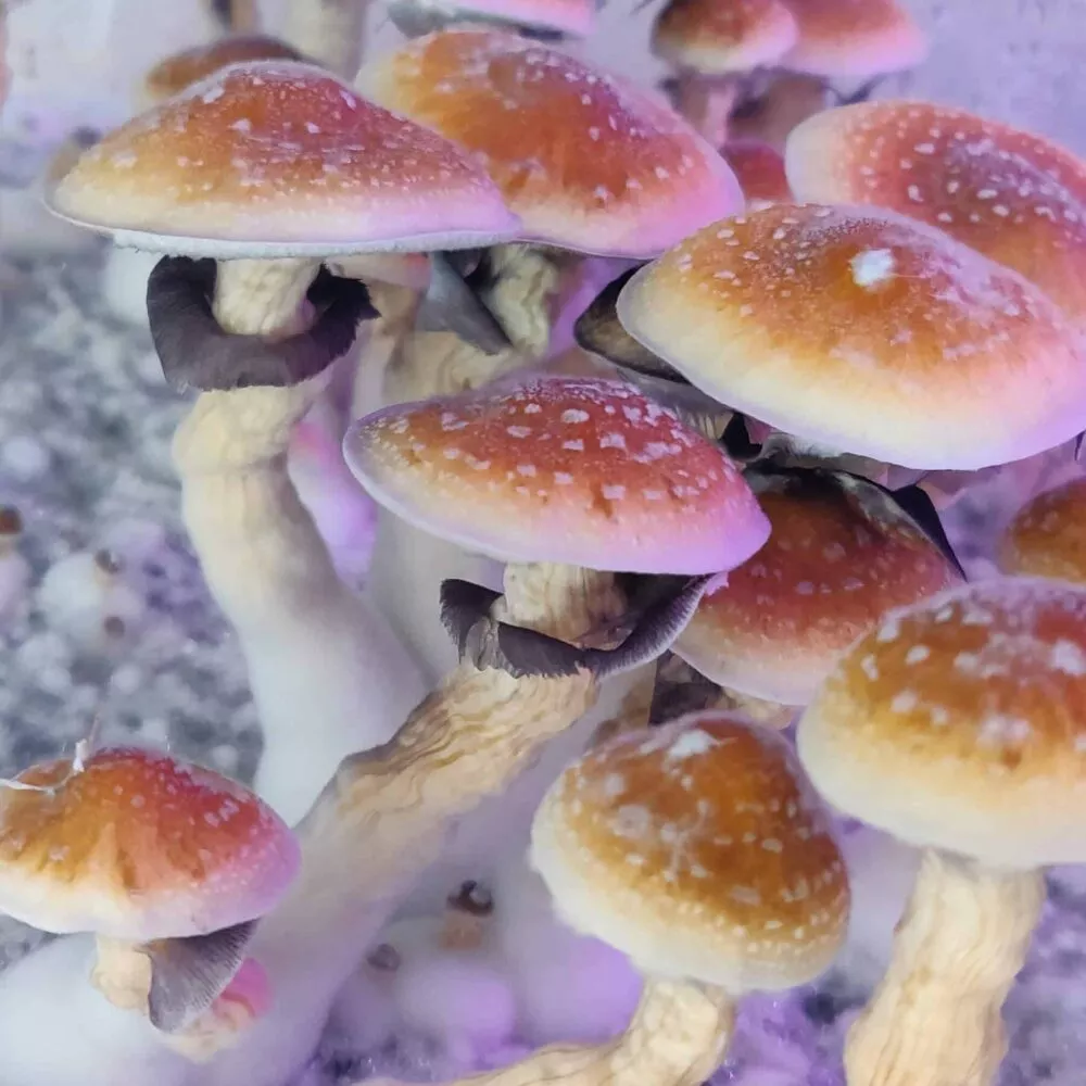 Koh Samui SS x Avery's Albino mushrooms