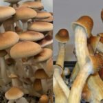 Burmese Penis Envy Spores