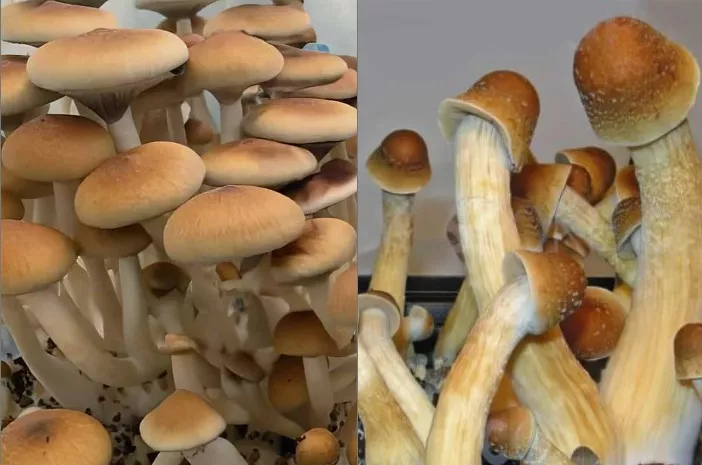 Exotic Magic Mushroom Spores Archives | PNW Spore.