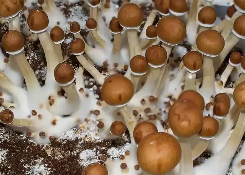 b+ mushroom strain guide pnw spore co